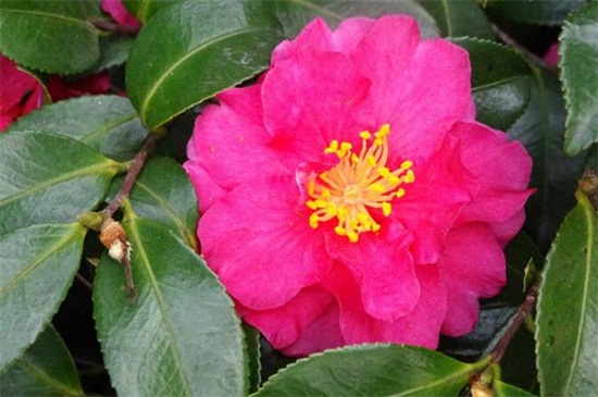 茶花家里养运气好吗,好且能增加桃花运