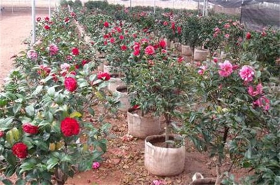 茶花有花蕾可以换盆吗,换盆避免伤根须花蕾