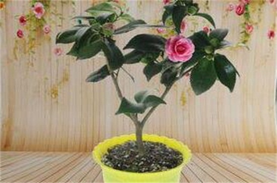 茶花有花蕾可以换盆吗,换盆避免伤根须花蕾