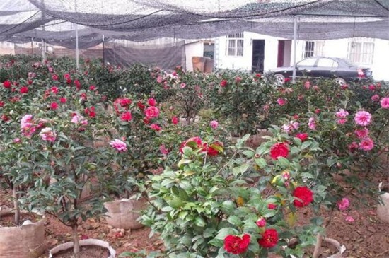 茶花有花蕾可以换盆吗,换盆避免伤根须花蕾