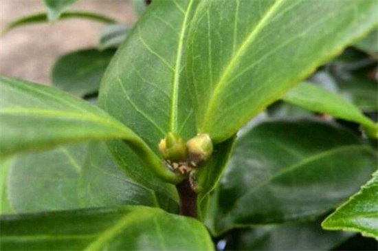 茶花叶苞和花苞区别，4种办法区分叶苞和花苞