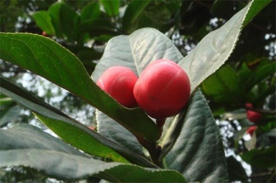 茶花叶苞和花苞区别，4种办法区分叶苞和花苞