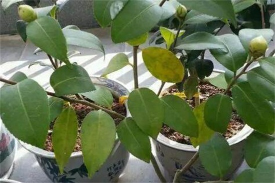 茶花叶苞和花苞区别，4种办法区分叶苞和花苞