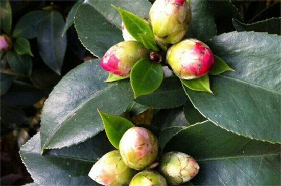 茶花叶苞和花苞区别，4种办法区分叶苞和花苞