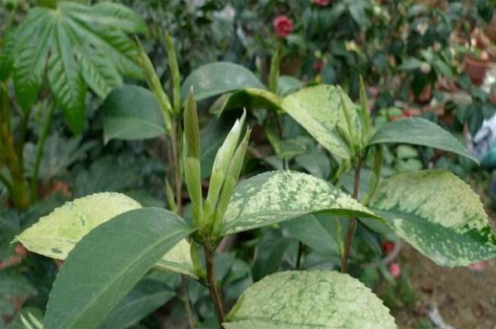 茶花叶尖枯焦,缺乏氧气或浇水不当