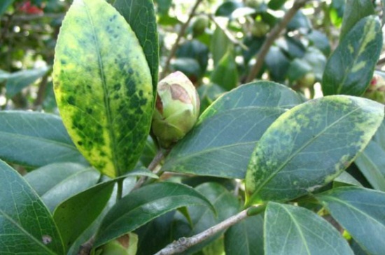 茶花叶尖枯焦,缺乏氧气或浇水不当