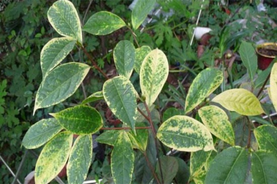 茶花叶尖枯焦,缺乏氧气或浇水不当