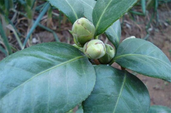 如何让茶花长花苞,增强光照以及追施肥料