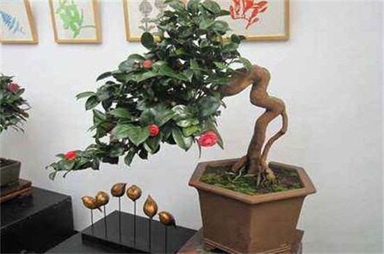 如何让茶花长花苞,增强光照以及追施肥料