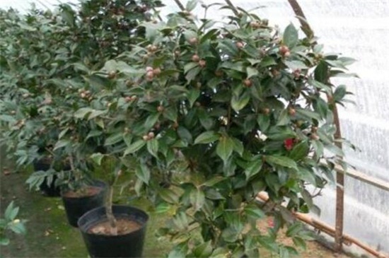 如何让茶花长花苞,增强光照以及追施肥料