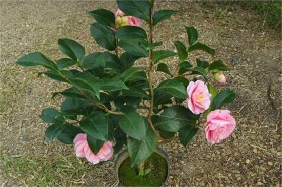 如何让茶花长花苞,增强光照以及追施肥料