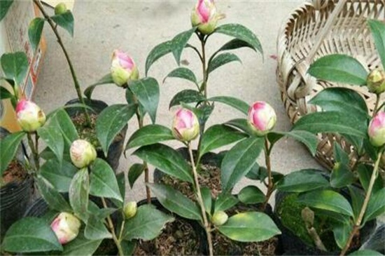 茶花花苞头干枯,4个步骤促使恢复生机