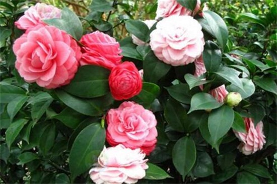 茶花花苞头干枯,4个步骤促使恢复生机