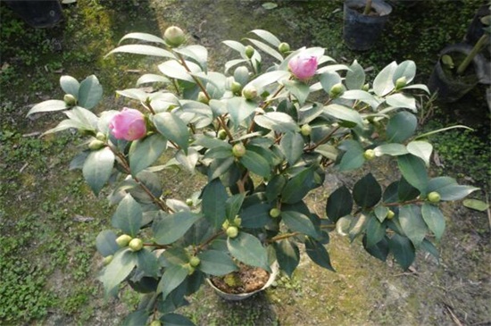 茶花花苞头干枯,4个步骤促使恢复生机