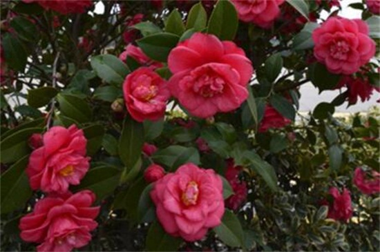 茶花结苞但一直不开花,4种原因及处理办法