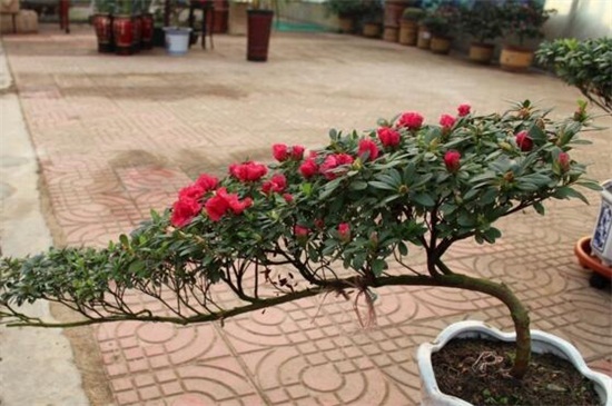 茶花结苞但一直不开花,4种原因及处理办法