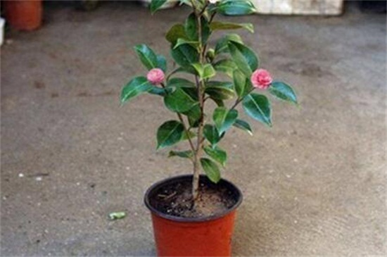 茶花如何养家庭养法，增强光照控水增肥