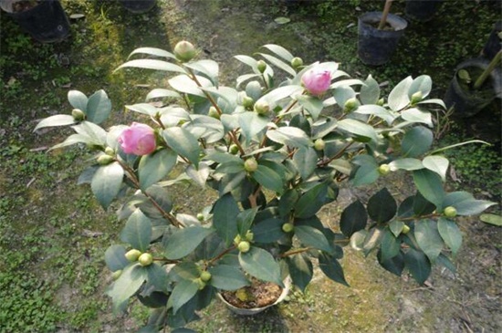 茶花如何养家庭养法，增强光照控水增肥