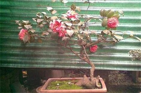 茶花如何养家庭养法，增强光照控水增肥