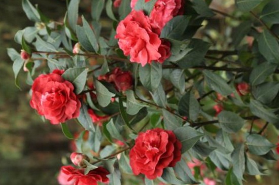 茶花花苞期施肥,稀薄磷钾肥料可延长花期