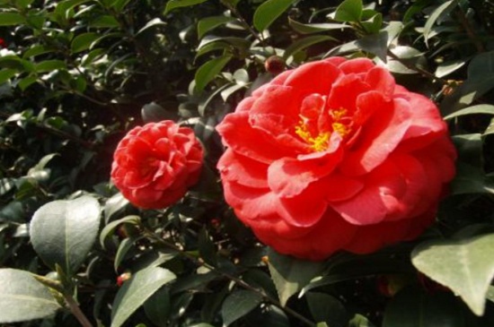 茶花花苞期施肥,稀薄磷钾肥料可延长花期