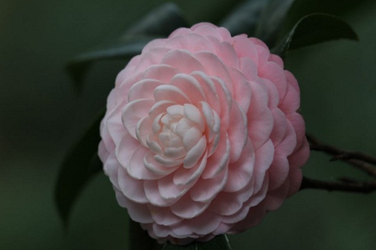 茶花北方冬季如何养，5个步骤使其安全越冬