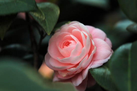 茶花北方冬季如何养，5个步骤使其安全越冬