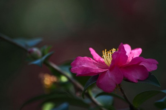 茶花北方冬季如何养，5个步骤使其安全越冬