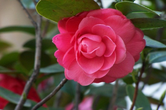 茶花北方冬季如何养，5个步骤使其安全越冬