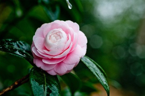 茶花北方冬季如何养，5个步骤使其安全越冬