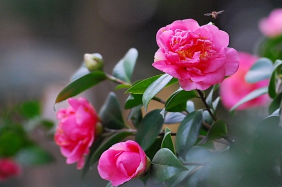 茶花在北方的养殖办法，光照充足并养分充足