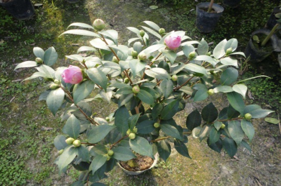 茶花在北方的养殖办法，光照充足并养分充足