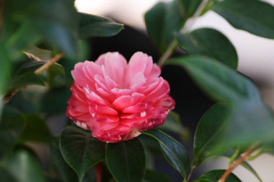 茶花在北方的养殖办法，光照充足并养分充足