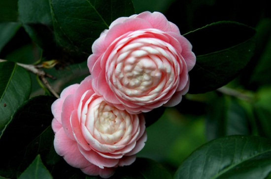 茶花在北方的养殖办法，光照充足并养分充足