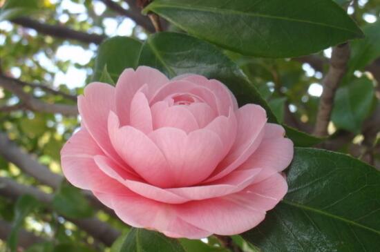 茶花不抽新叶如何办，更换土壤做好防寒处理