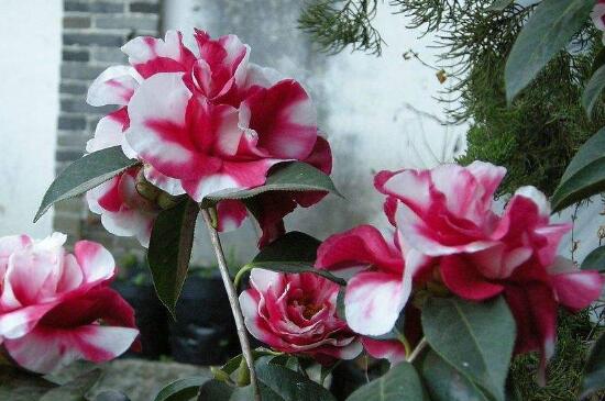 茶花不抽新叶如何办，更换土壤做好防寒处理