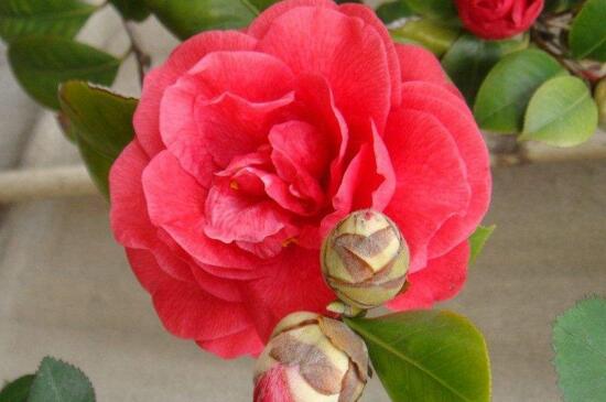 茶花不抽新叶如何办，更换土壤做好防寒处理