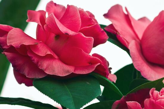 茶花不抽新叶如何办，更换土壤做好防寒处理