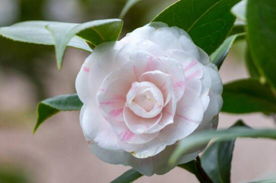 茶花掉花朵是如何回事,温度不适和光照不足