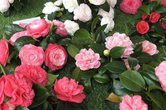 茶花掉花朵是如何回事,温度不适和光照不足