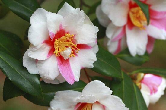 茶花掉花朵是如何回事,温度不适和光照不足