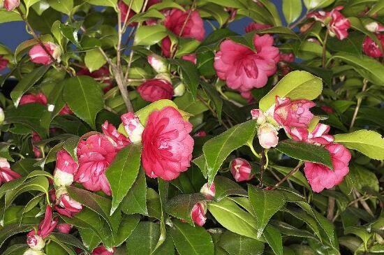 茶花掉花朵是如何回事,温度不适和光照不足