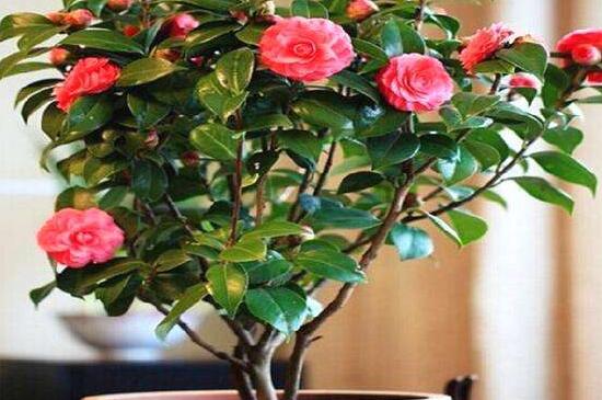 如何让茶花重新长叶，增加光照适当施肥