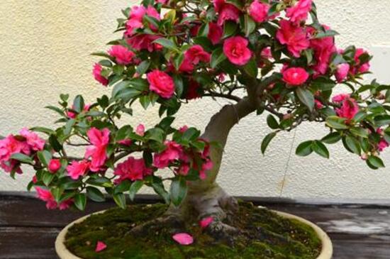 如何让茶花重新长叶，增加光照适当施肥