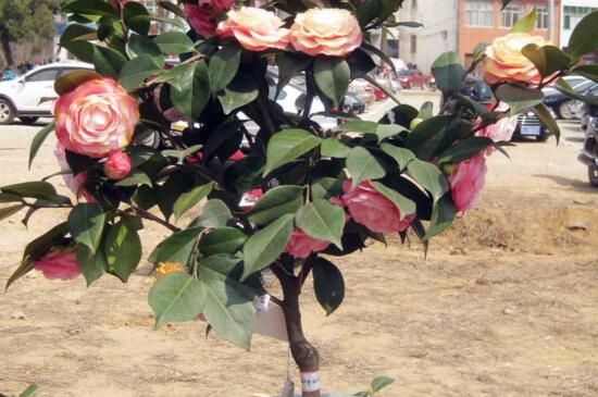 如何让茶花重新长叶，增加光照适当施肥