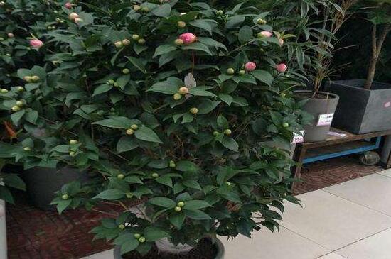 如何让茶花重新长叶，增加光照适当施肥