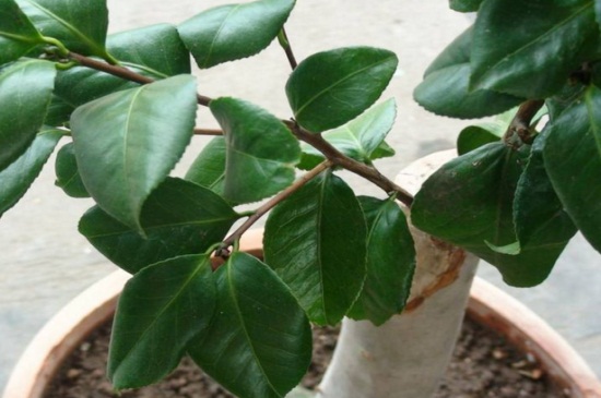 新买茶花咋不长叶子,光照过强或温度不适