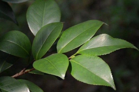 新买茶花咋不长叶子,光照过强或温度不适