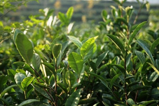 新买茶花咋不长叶子,光照过强或温度不适