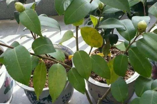 新买茶花咋不长叶子,光照过强或温度不适